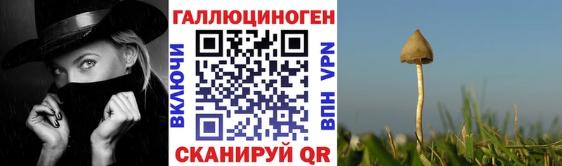 MEGA tor  Дагестанские Огни  Галлюциногенные грибы Psilocybine cubensis 
