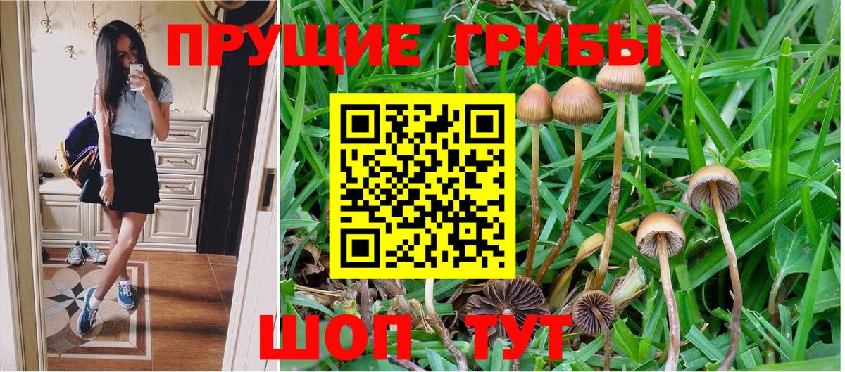 Галлюциногенные грибы Psilocybe  Вход с VPN  Дагестанские Огни 